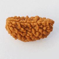 Ek Mukhi Rudraksha