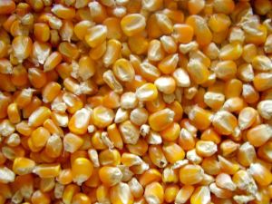 Maize Seeds