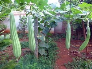 Fresh Ridge Gourd