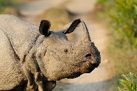 Kaziranga Tour Package 3 Nights / 4 Days