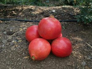 Pomegranate