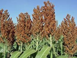 Sorghum Plant