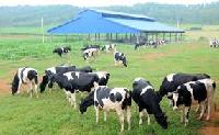 agricultural livestock