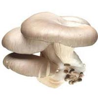 Fresh Oyster Mushroom