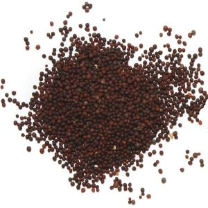 Mustard Seeds