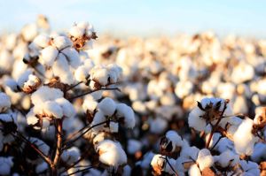 Raw Cotton