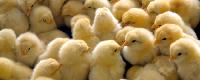 Broiler Chicks