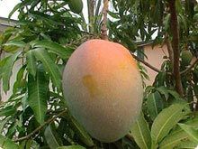 Fresh Kesar Mango