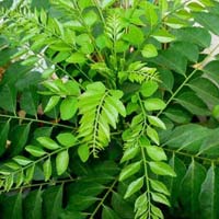 Curry Leaves