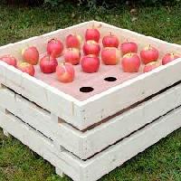 Apple Trays