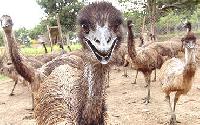 emu livestock