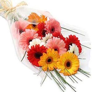 Gerbera Flowers