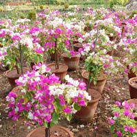 Bougainvillea