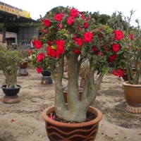 Bougainvillea