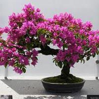 Bougainvillea Glabra