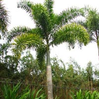 Foxtail (wodyetia Bifurcata) Landscape Plants