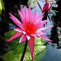 Pink Water Lily