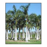 Royal Palm Plant