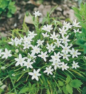 Zephyranthes_candida Outdoor Plants