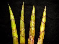 Bamboo shoot