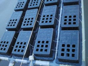 Mud Crab Growing Boxes