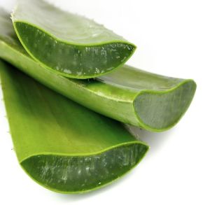 Fresh Aloe Vera Leaves