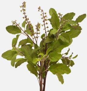 Fresh Tulsi Leaves