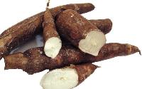 Cassava