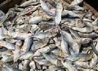 Dry Fish