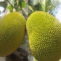 Jackfruit