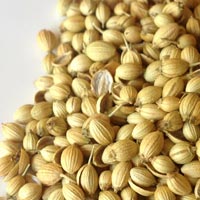 Coriander Seeds