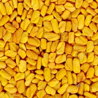 Fenugreek