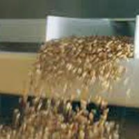 Wheat Sorting Services