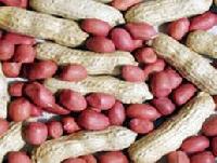 Groundnuts