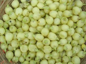 Mahua Flower