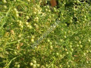 Whole Coriander Seeds