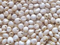 White Sorghum