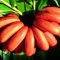 Fresh Red Banana