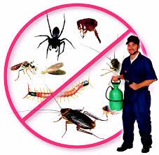 Anti Termite Treatment Services