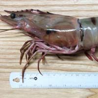 Giant Tiger Prawn