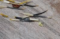 Marigold Seeds