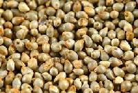 Green Millet