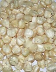 White Maize