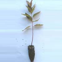 Eucalyputs and  Casuarina Clonal Plants and  Melia Dubia seedlings