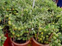 lime plants