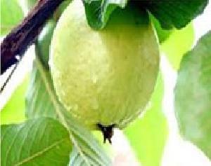 Fresh Natural Guava