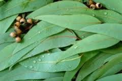 Eucalyptus Oil