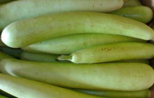 Fresh Bottle Gourd