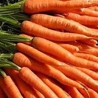 Fresh Carrot