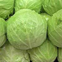 Fresh Cabbage